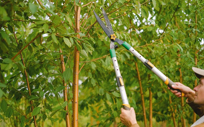Tree trimming in Arcola, IN
